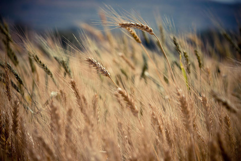 Campo di cereali